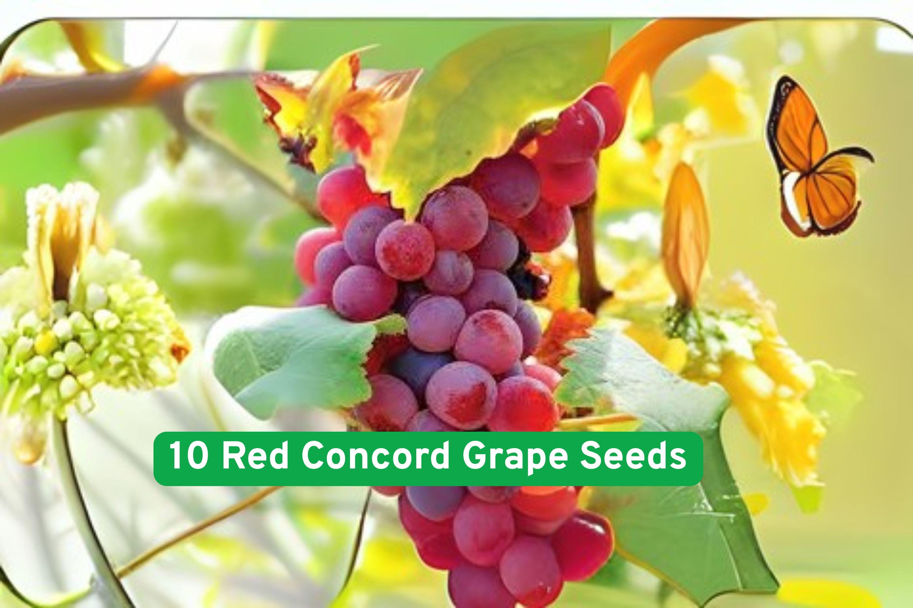 Red Concord Grape Seeds – Vitis labrusca for Wine, Juice, and Fresh Fruit – Heirloom, High-Yielding Climbing Vines from USA