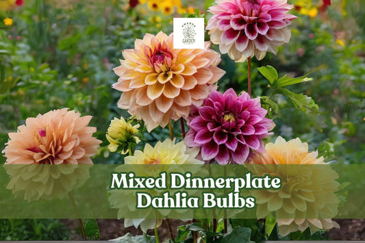 Mixed Dinnerplate Dahlia Bulbs – 3 Large Tubers in Assorted Colors for Vibrant Blooms, Border & Cutting Garden, Scientific Name: Dahlia pinnata