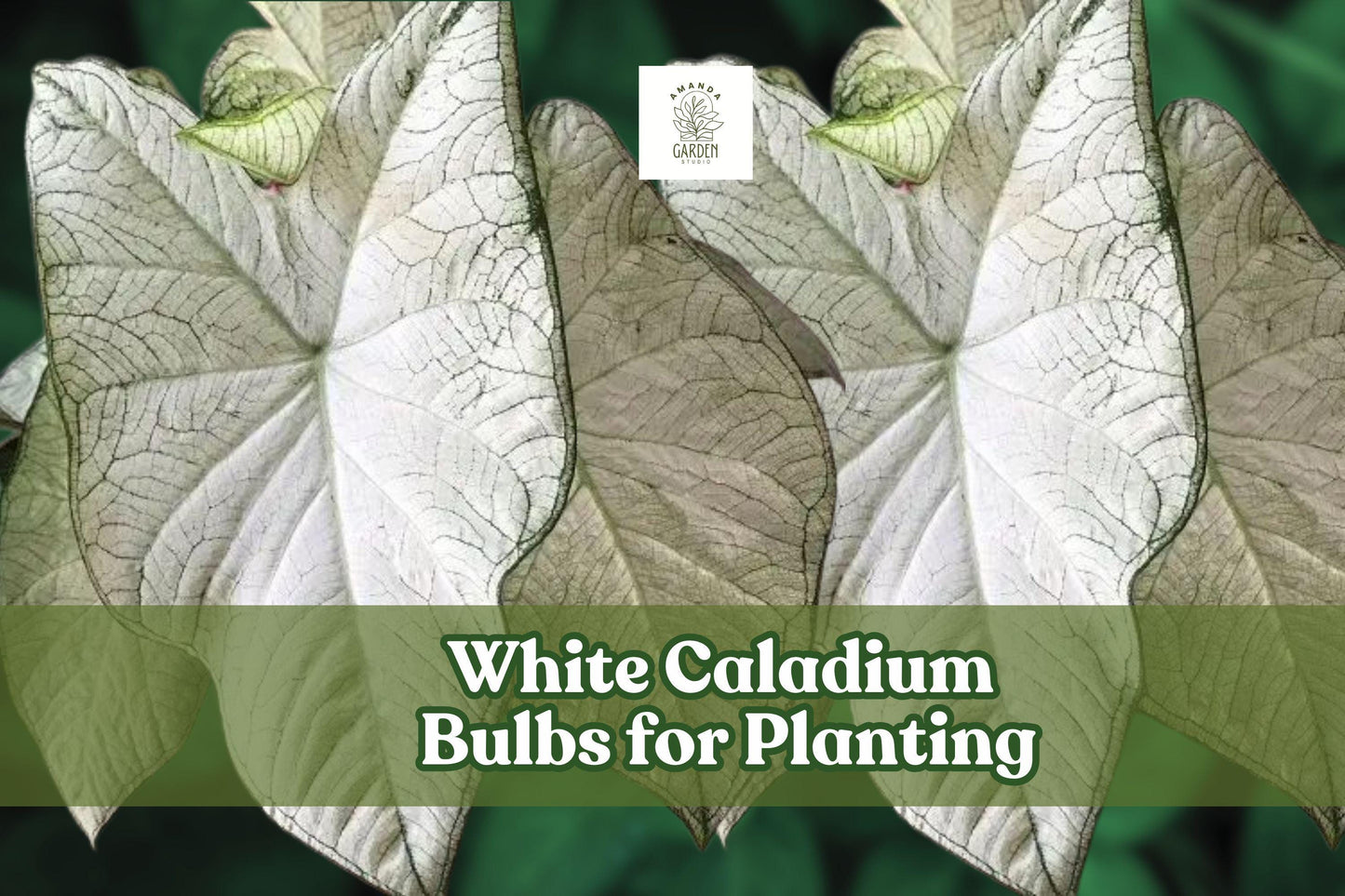 White Caladium Bulb for Planting – Indoor & Outdoor Foliage, Caladium bicolor, Bright White & Green Leaves