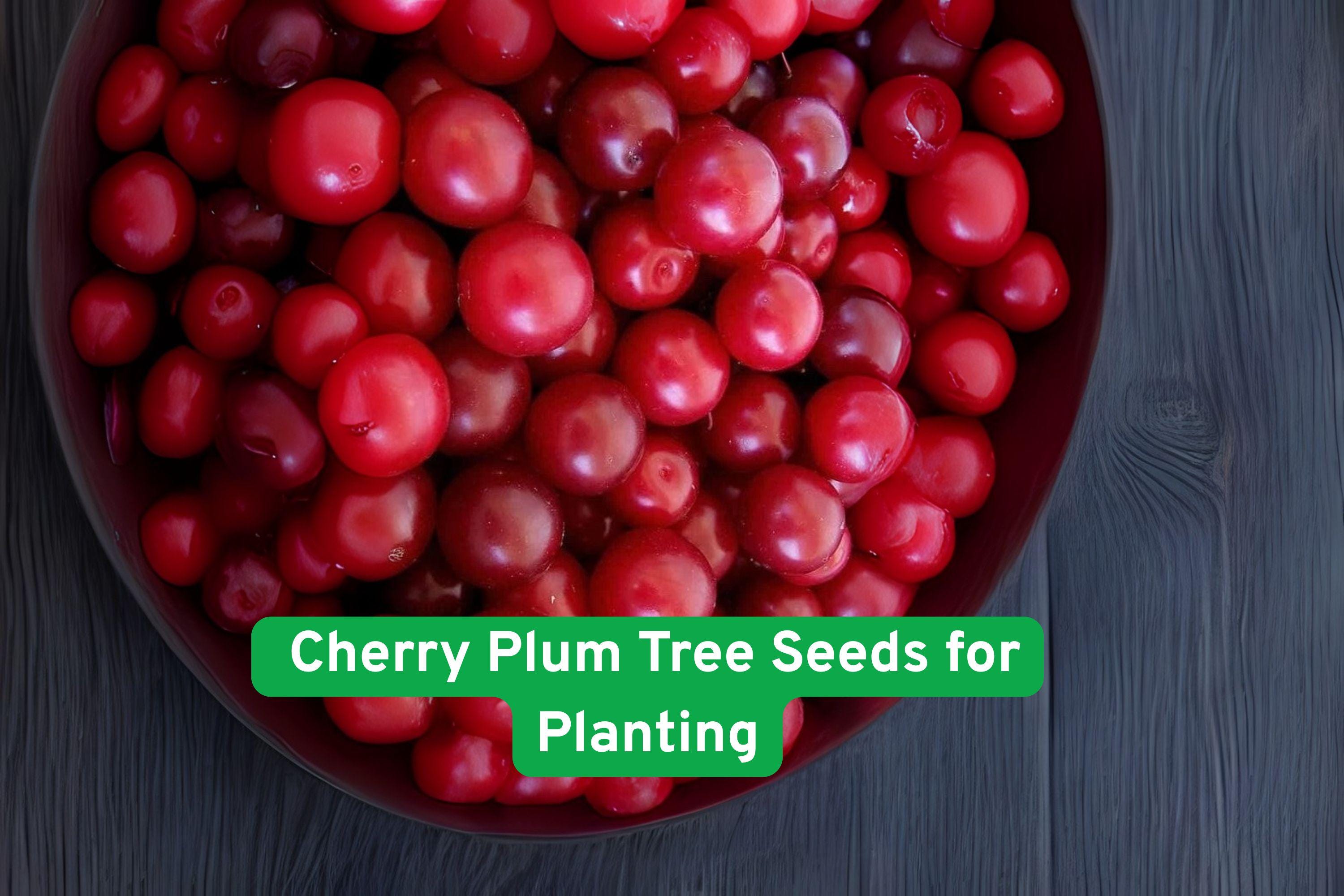 Cherry Plum Tree Seeds – Edible Fruit & Pink Blooms, Bonsai or Garden, Prunus cerasifera