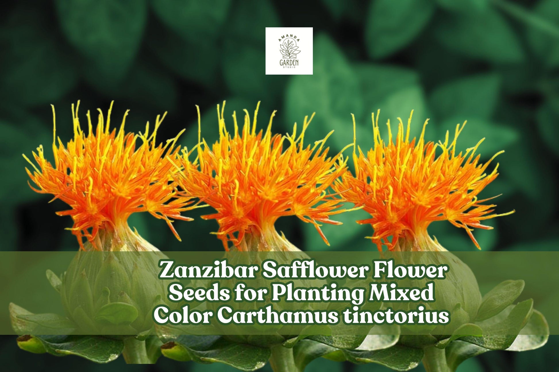 Zanzibar Safflower Seeds – Mixed Color Carthamus tinctorius for Planting, Drought-Tolerant, Pollinator-Attracting, Cut & Dried Flowers