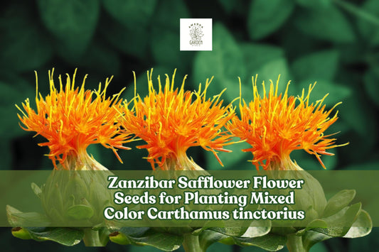 Zanzibar Safflower Seeds – Mixed Color Carthamus tinctorius for Planting, Drought-Tolerant, Pollinator-Attracting, Cut & Dried Flowers