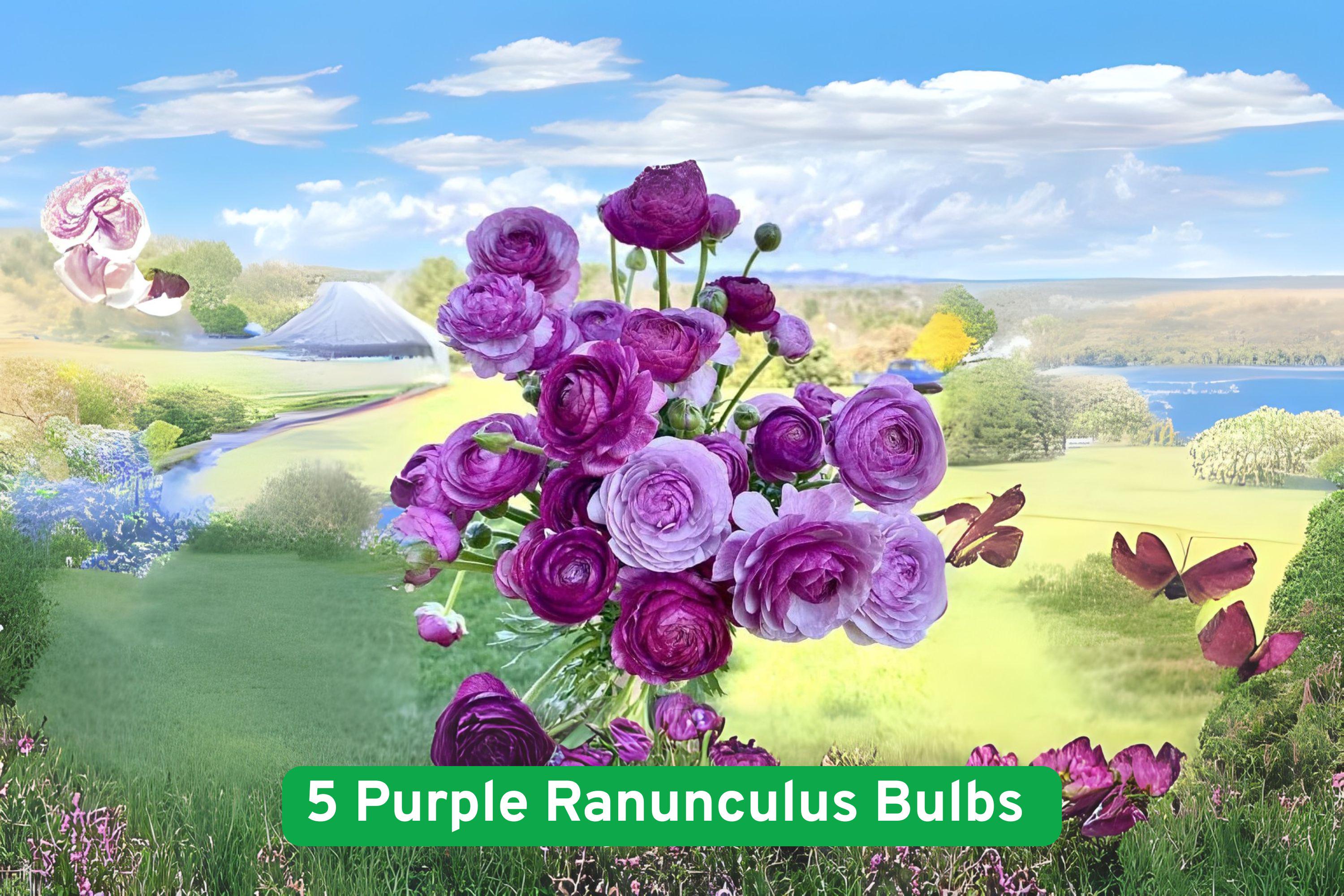 Purple Ranunculus Bulbs – Flowering Bulb for Borders, Garden Beds & Containers – Ranunculus asiaticus