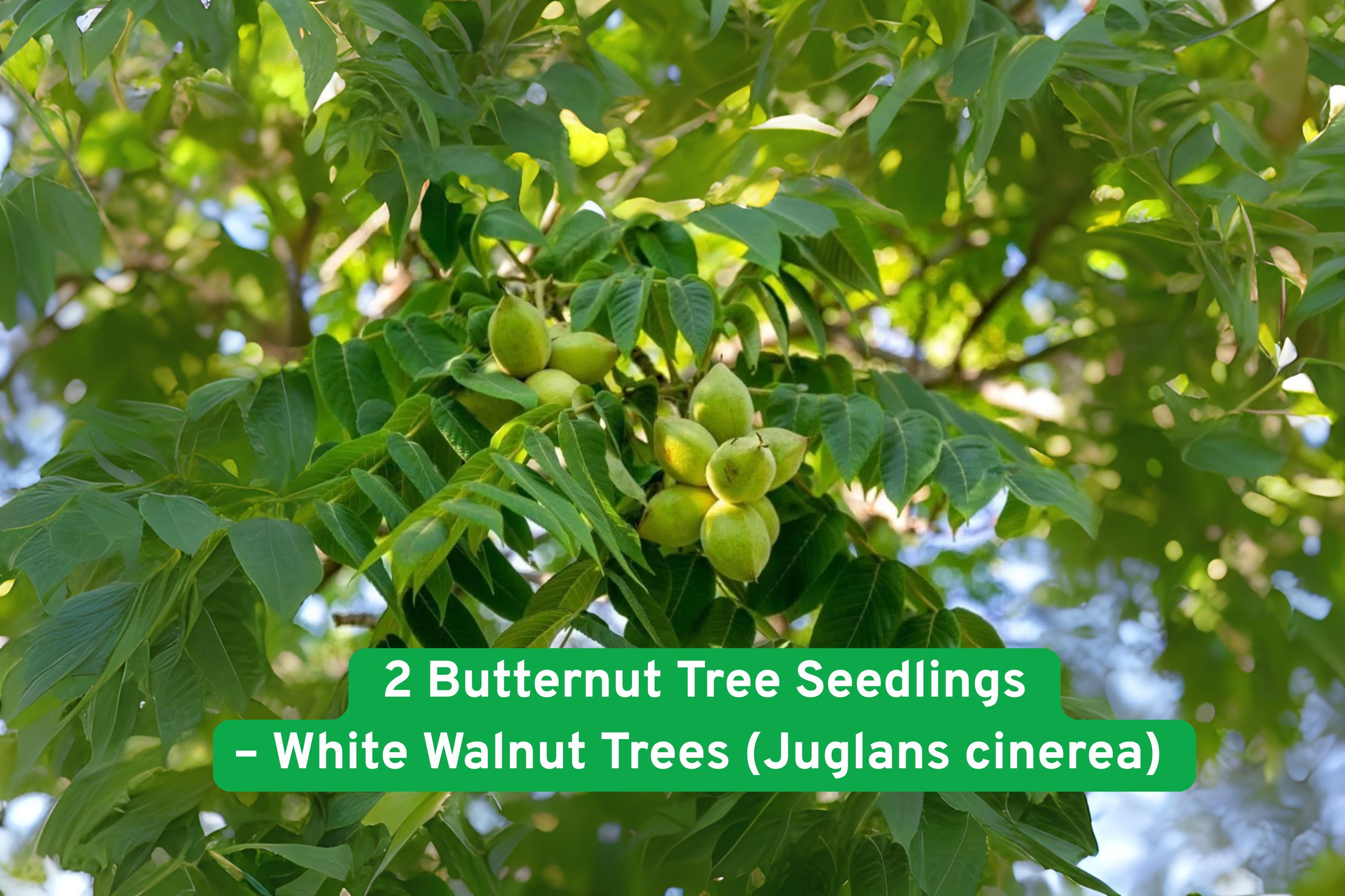 Butternut Tree Seedlings – White Walnut Juglans cinerea Bare-Root Native Shade Tree for Reforestation & Wildlife