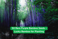 Purple Bamboo Seeds – Ornamental Grass, Fast-Growing, Phyllostachys nigra, Landscaping, Privacy Screen, Container Plant