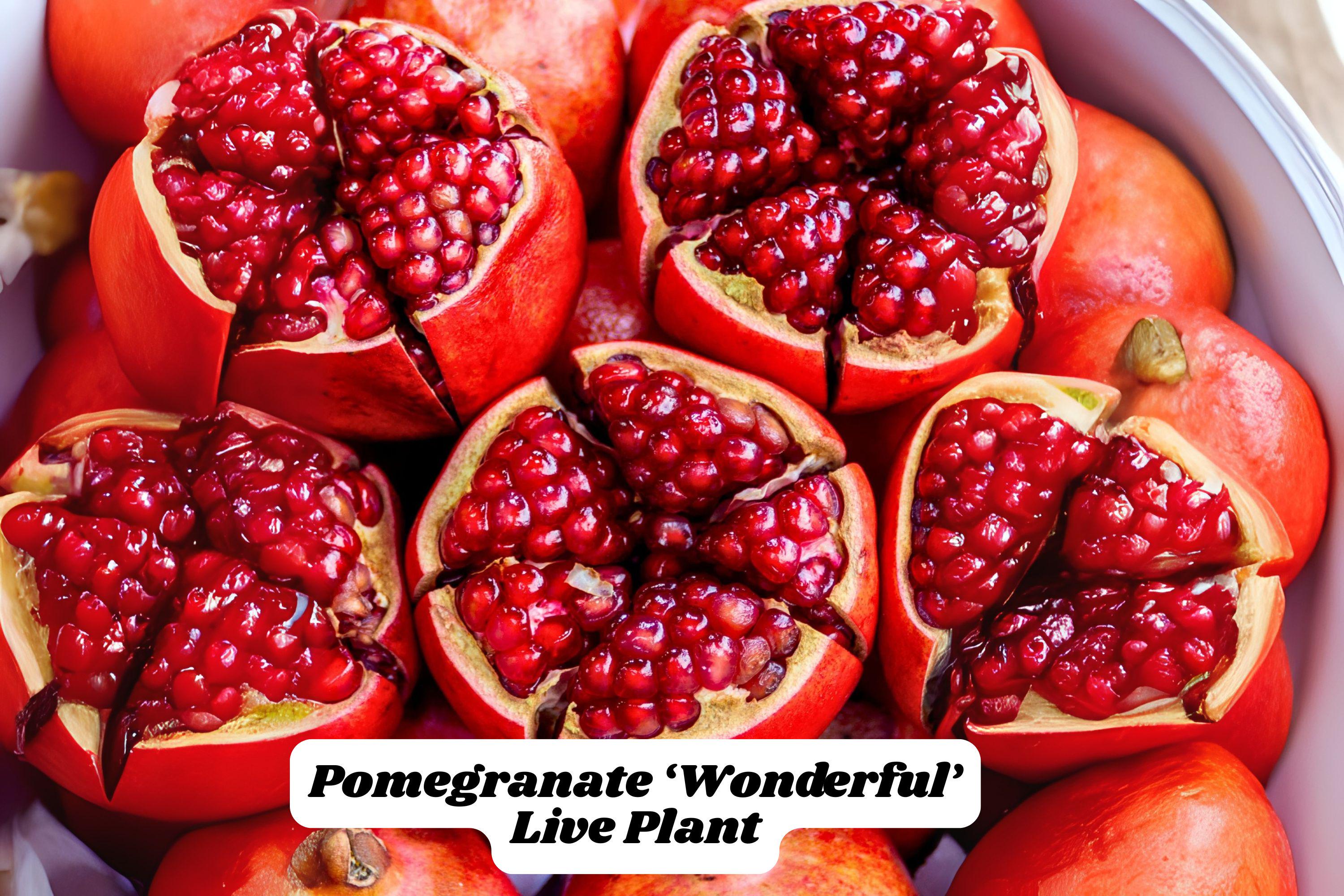 Pomegranate Live Plant – Edible Fruit Tree, 6-8 Inches, Wonderful Variety, Punica granatum, Zones 7-11