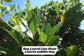 Bay Leaf Tree Starter Plant – 5-6 Inch Laurus nobilis Culinary Herb for Indoor Outdoor Garden