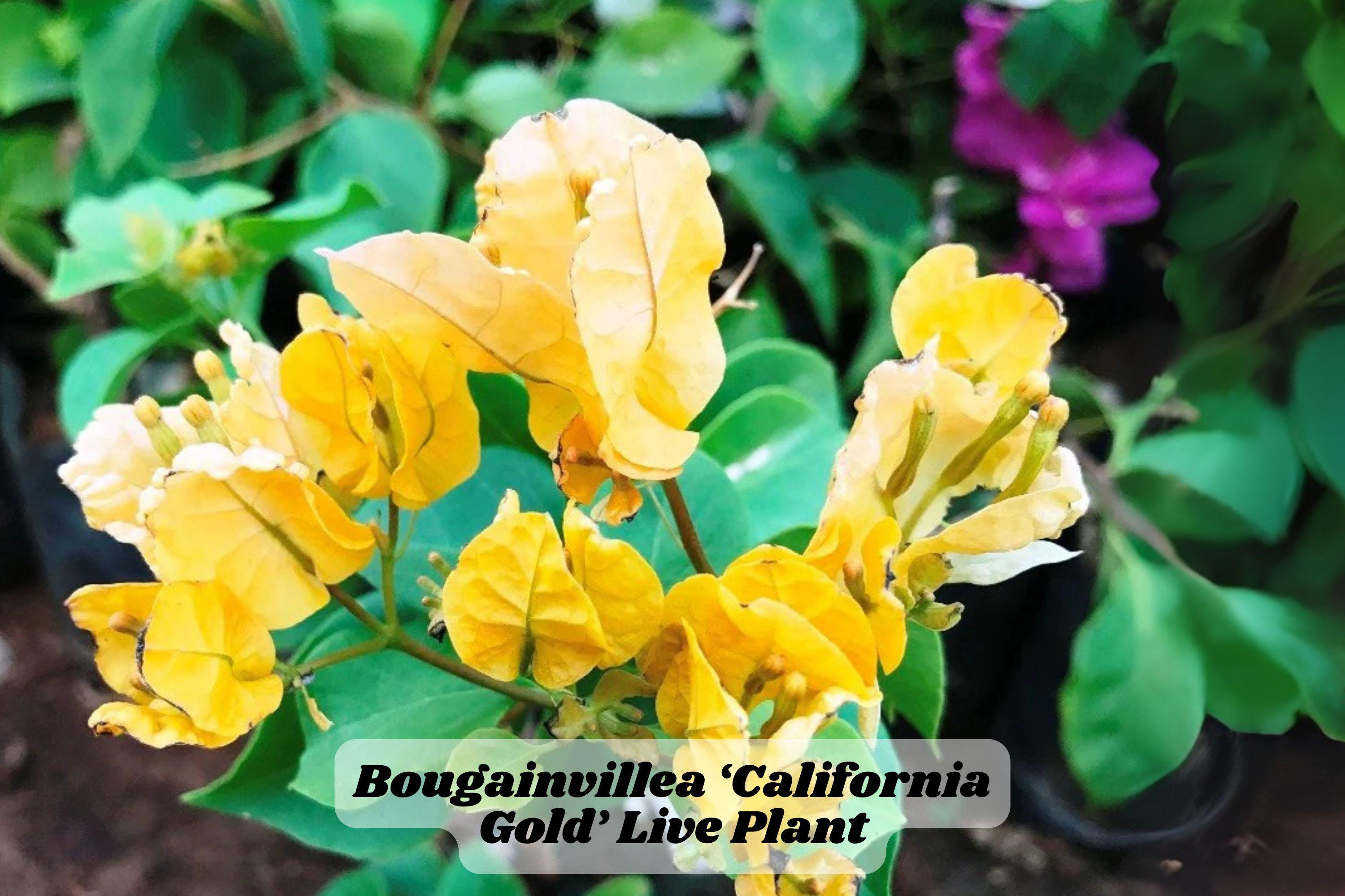 California Gold Bougainvillea Starter Plant 6-8 Inches, Live Rooted Plant for Garden or Container, Golden Bracts, Hedging
