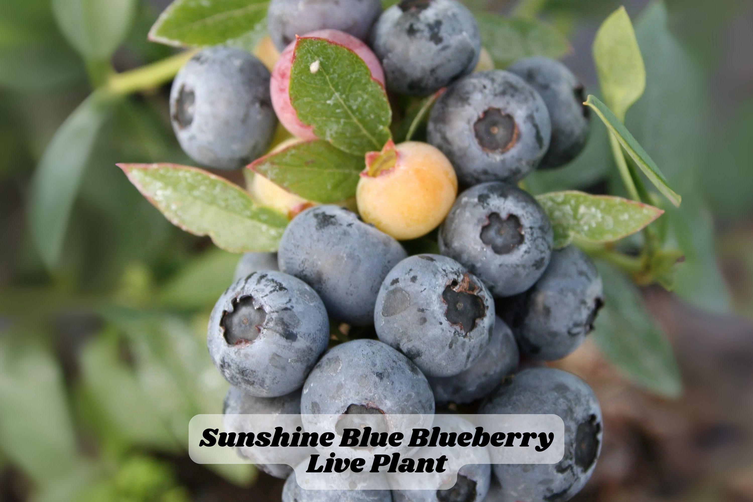 Sunshine Blue Blueberry Starter Plant 6-8 Inches, Compact Vaccinium corymbosum for Garden or Container