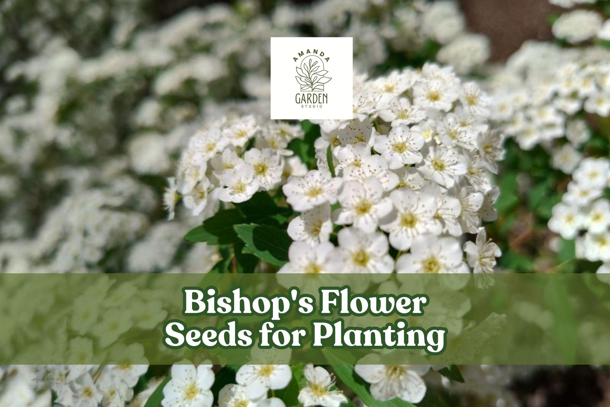 100 Bishop's Flower Seeds – White Blooms, Ammi majus, Pollinator-Friendly Annual for Borders & Cut Flowers