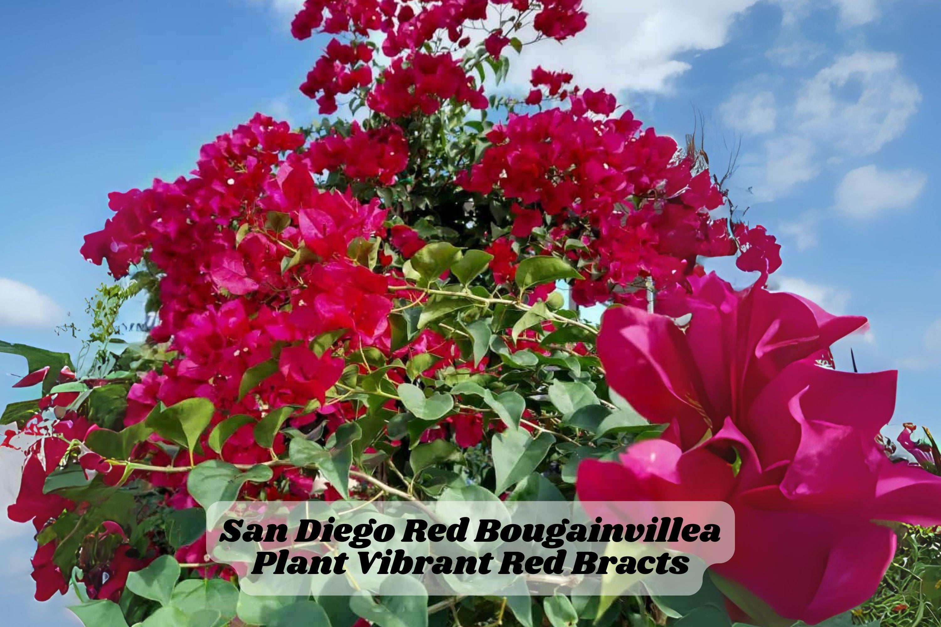 San Diego Red Bougainvillea Starter Plant 6-8 Inches, Bright Red Bracts, Garden or Container, Rooted Live Plant