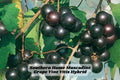 Southern Home Muscadine Hybrid Grape Vine 4-6 Inch Rooted Starter Plant for Garden Trellis or Fencing
