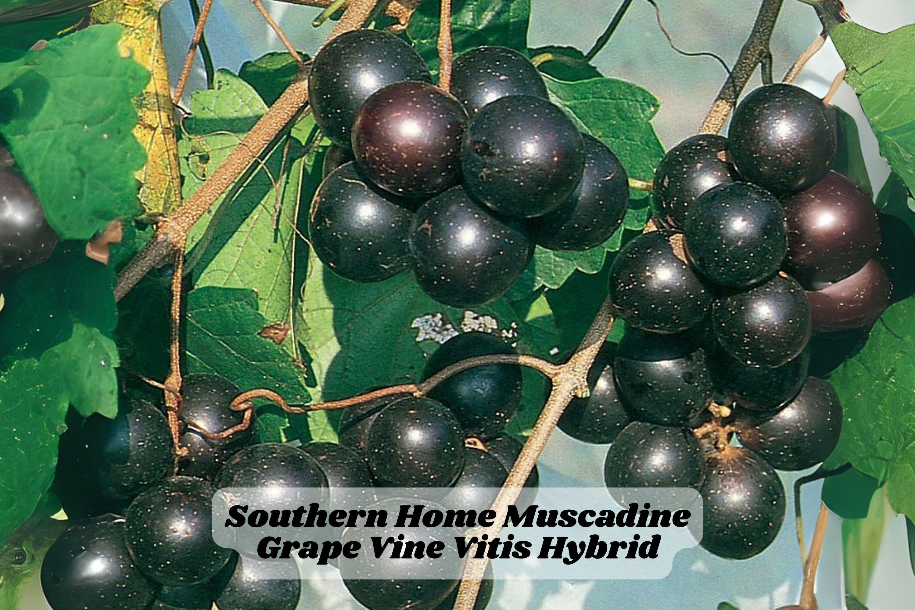 Southern Home Muscadine Hybrid Grape Vine 4-6 Inch Rooted Starter Plant for Garden Trellis or Fencing