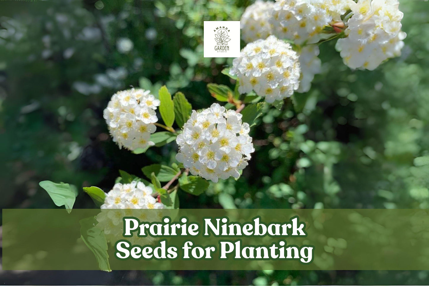 Prairie Ninebark Seeds – Physocarpus opulifolius Native Shrub for Landscaping, Erosion Control, Wildlife Gardens
