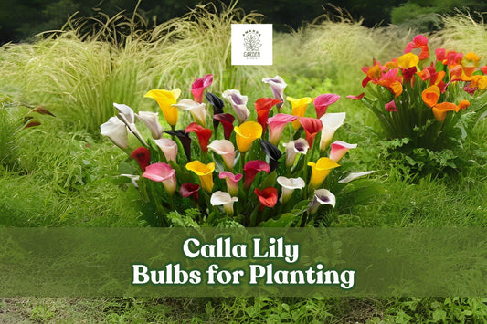 Mixed Color Calla Lily Bulbs Set of 3 – Summer Flowering Zantedeschia spp. for Garden & Containers