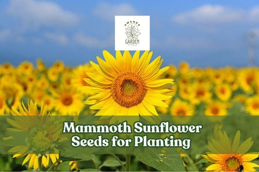 Mammoth Sunflower Seeds | Giant Yellow Blooms | Edible Seeds | Helianthus annuus | 100+ Seeds