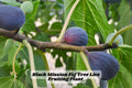 Black Mission Fig Tree Starter Plant – Ficus carica, 6-10 Inches, Live Rooted Plant for Home Garden