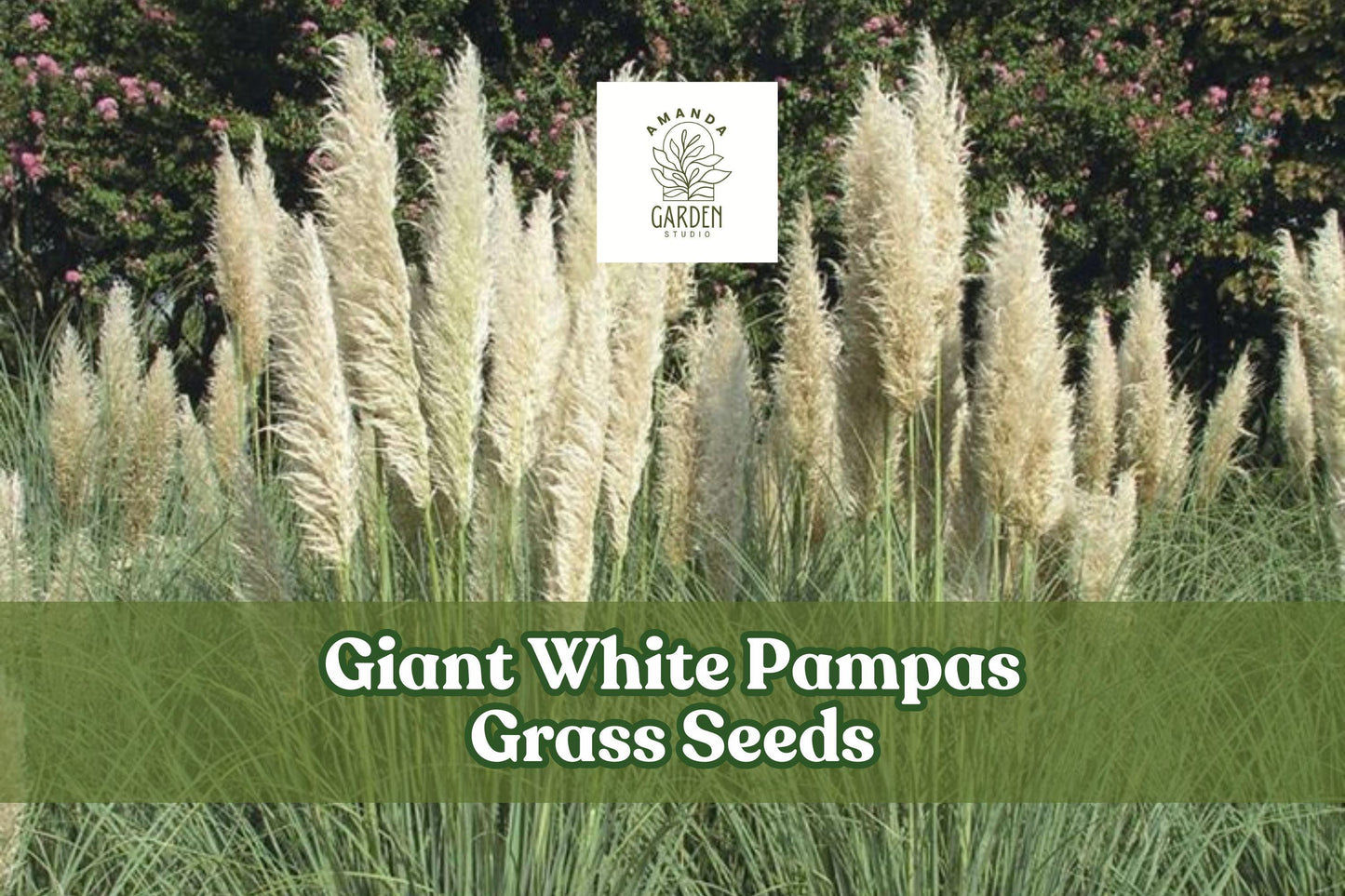 Giant White Pampas Grass Seeds, Ornamental Grass for Landscaping, Cortaderia selloana, Drought-Tolerant, White Plumes