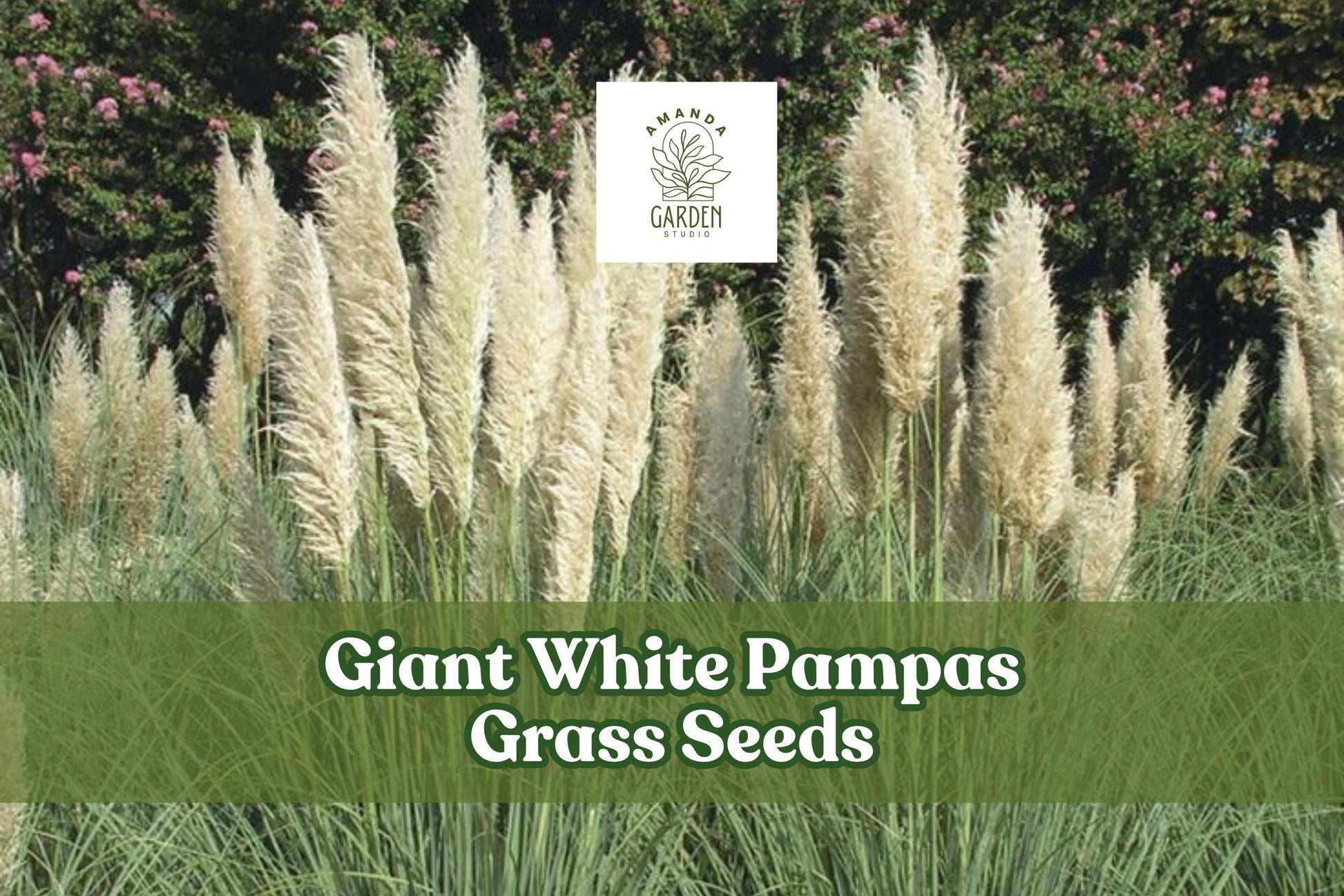 Giant White Pampas Grass Seeds, Ornamental Grass for Landscaping, Cortaderia selloana, Drought-Tolerant, White Plumes