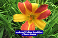 Red and Yellow Daylily Starter Plant | Bare Root Perennial for Garden Beds & Borders