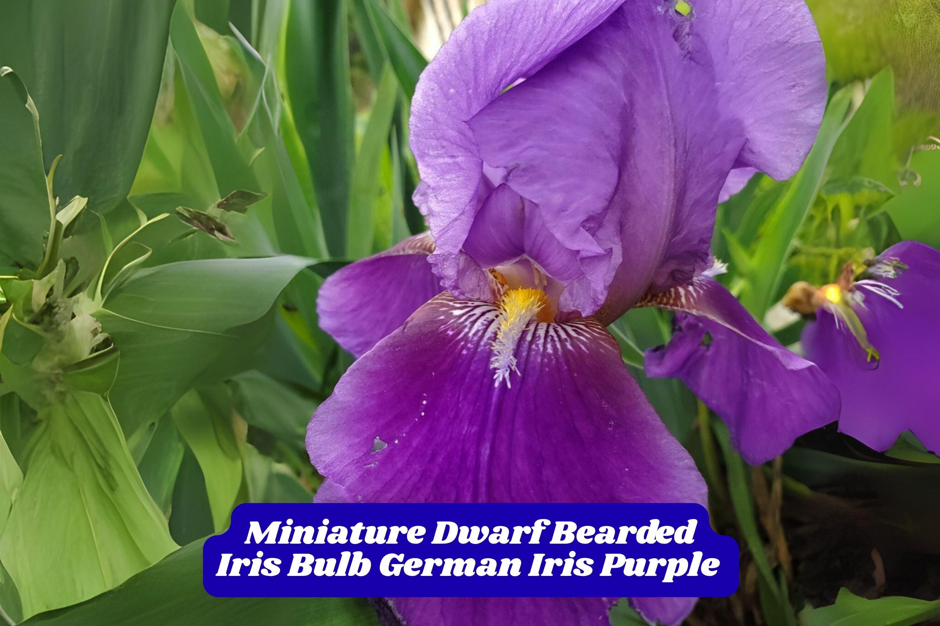 Dwarf Purple Bearded Iris Bulb - Miniature Perennial Spring Flower - Iris germanica (Dwarf Variety)
