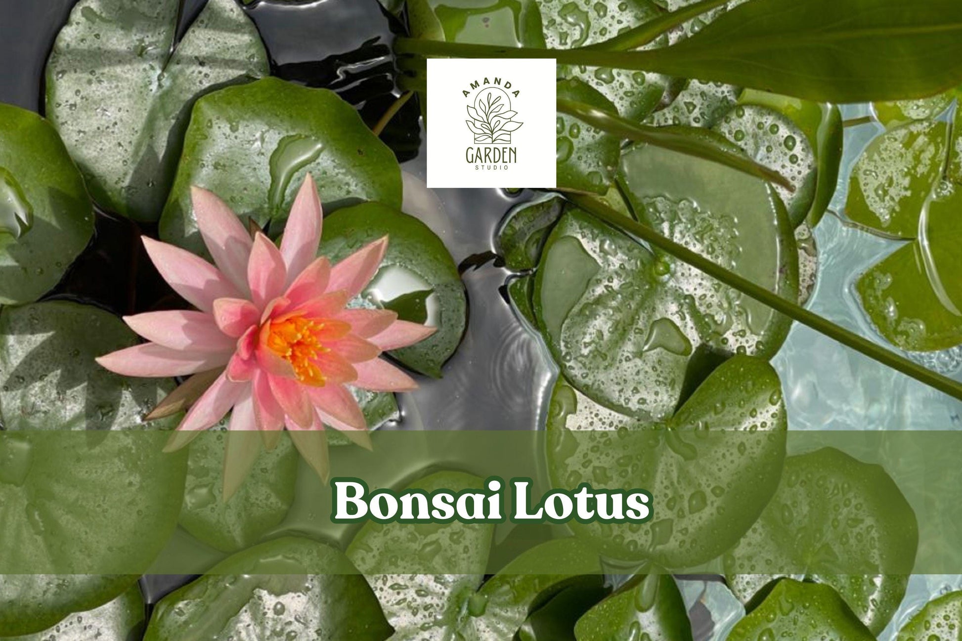 Miniature Bonsai Lotus Seeds – Nelumbo nucifera for Bowls & Ponds, Aquatic Flowering Plant, Floating Blooms, Indoor & Outdoor Water Gardens