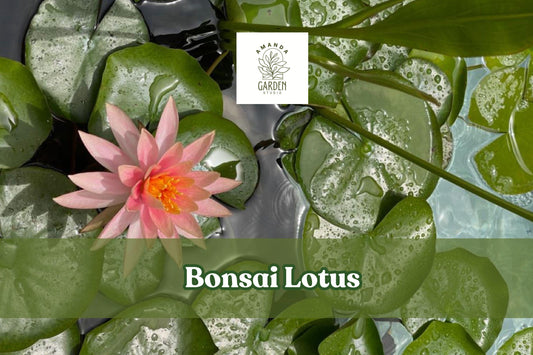 Miniature Bonsai Lotus Seeds – Nelumbo nucifera for Bowls & Ponds, Aquatic Flowering Plant, Floating Blooms, Indoor & Outdoor Water Gardens