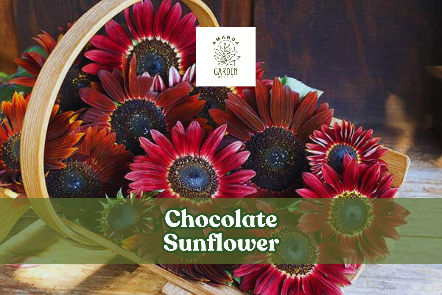 Chocolate Sunflower Seeds - Exotic Dark Red Blooms for Pollinators - Helianthus annuus, Full Sun, 100 Seeds