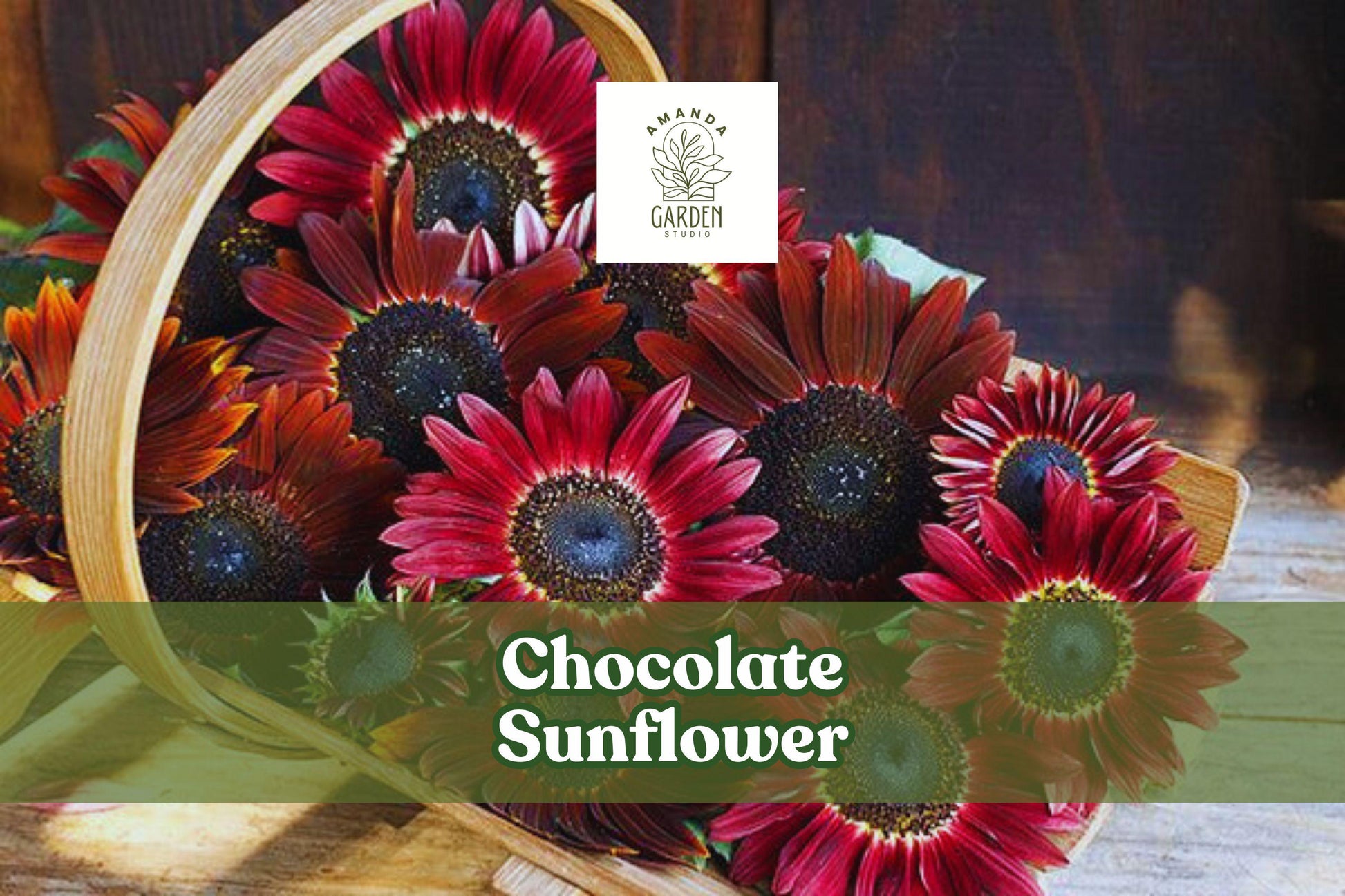 Chocolate Sunflower Seeds - Exotic Dark Red Blooms for Pollinators - Helianthus annuus, Full Sun, 100 Seeds