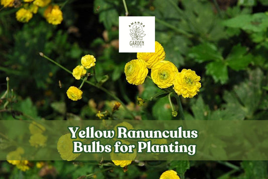 Yellow Ranunculus Bulbs - Spring Blooming Tubers for Pots & Gardens, Bright Yellow Flowers, Ranunculus asiaticus