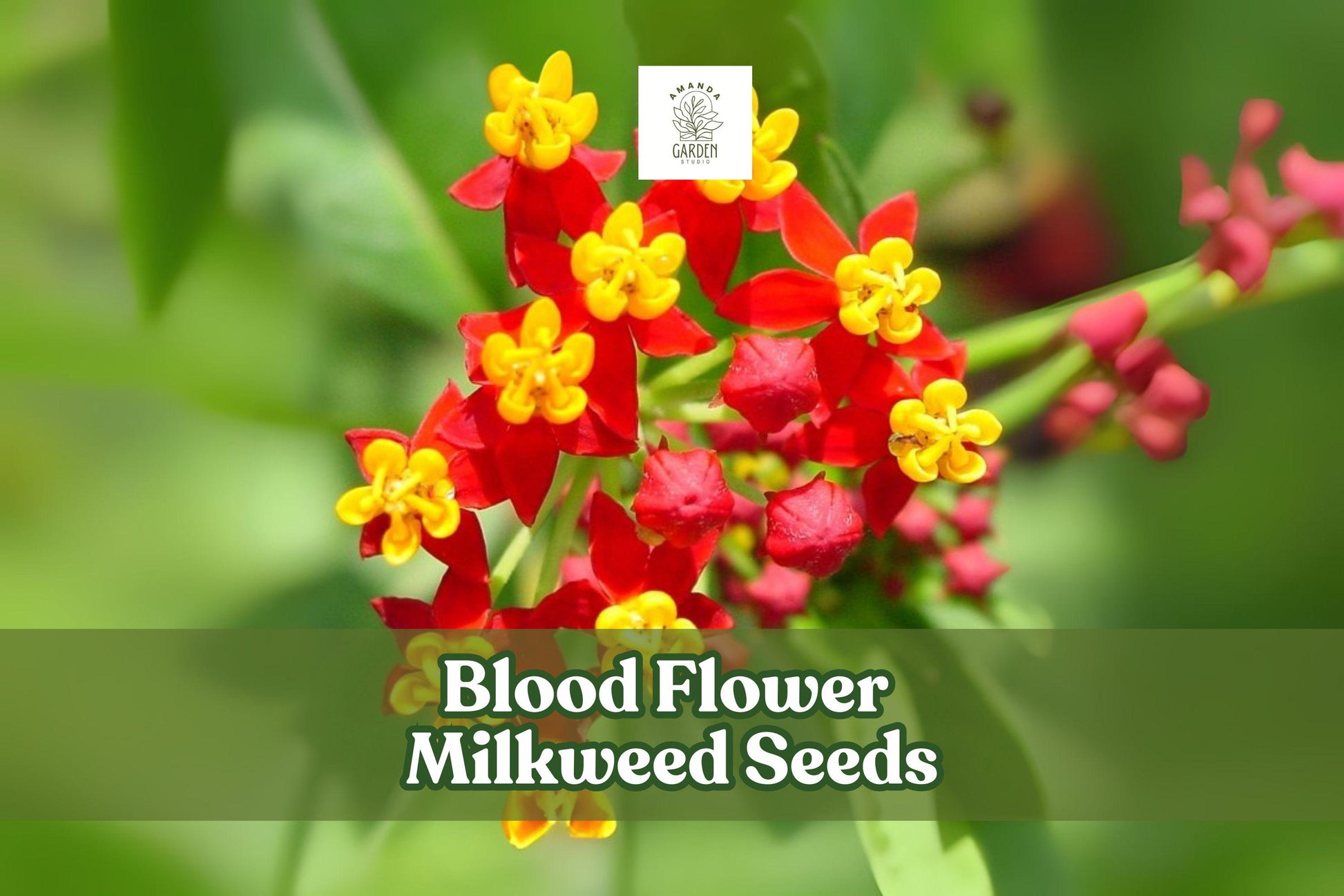 Blood Flower Milkweed Seeds – Asclepias curassavica – Vibrant Red & Orange Flowers, Monarch Butterfly Host Plant, Pollinator Attractant