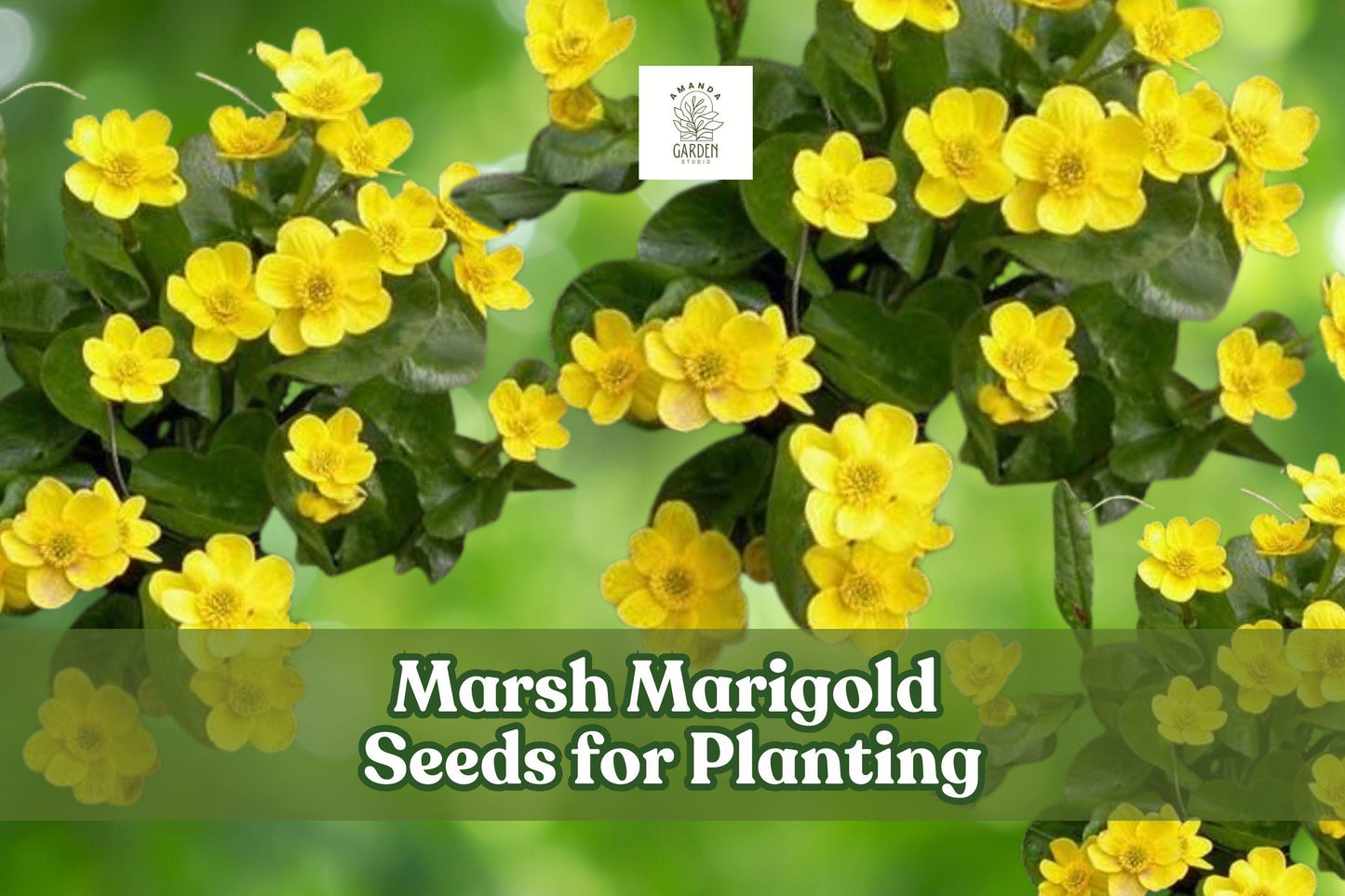 50 Marsh Marigold Seeds – Caltha palustris – Wetland, Pond, and Bog Garden Perennial with Bright Yellow Blooms