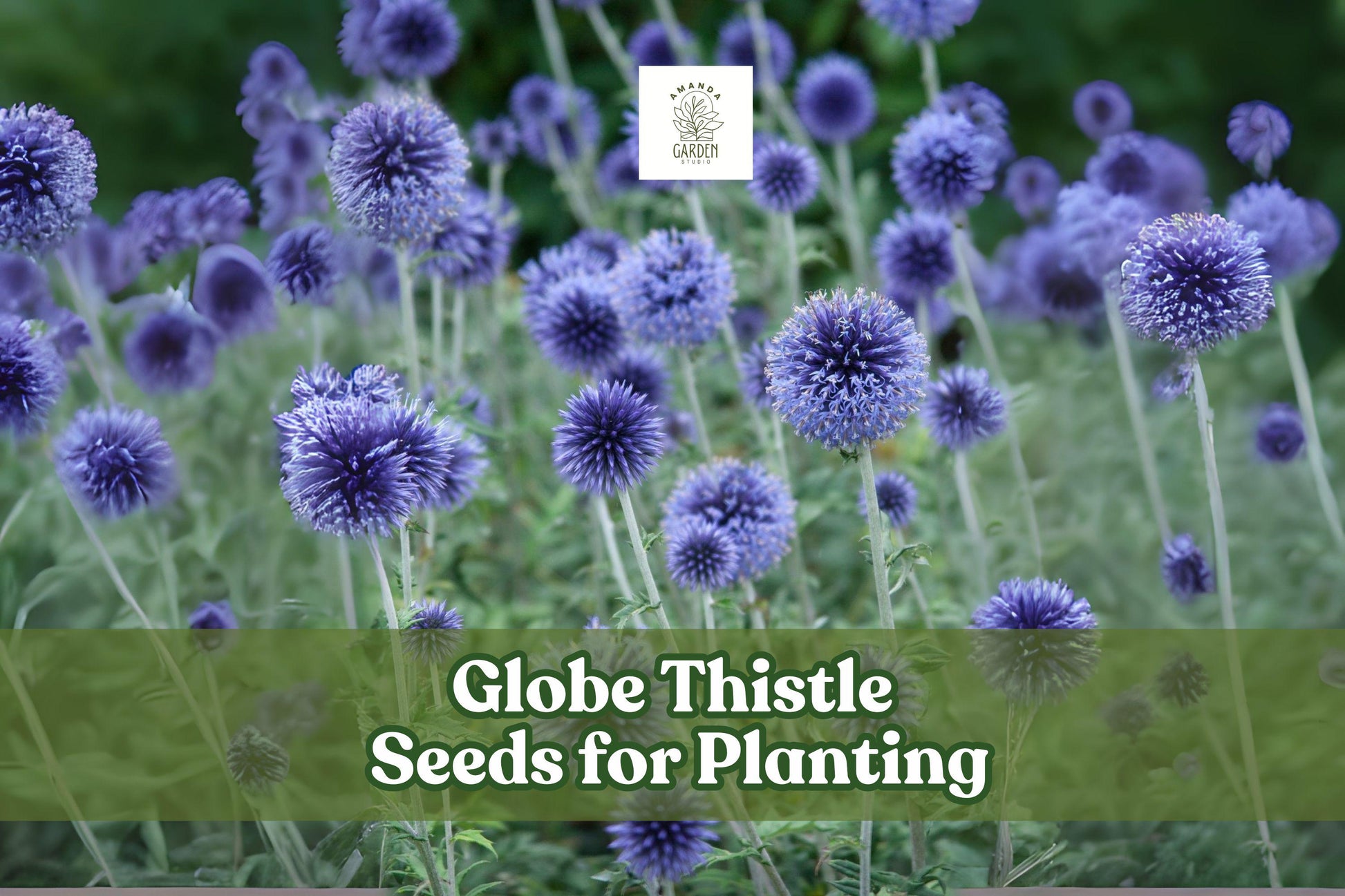 30 Globe Thistle Seeds – Blue Echinops ritro Perennial for Pollinator Gardens, Drought-Tolerant, Dried Floral Arrangements
