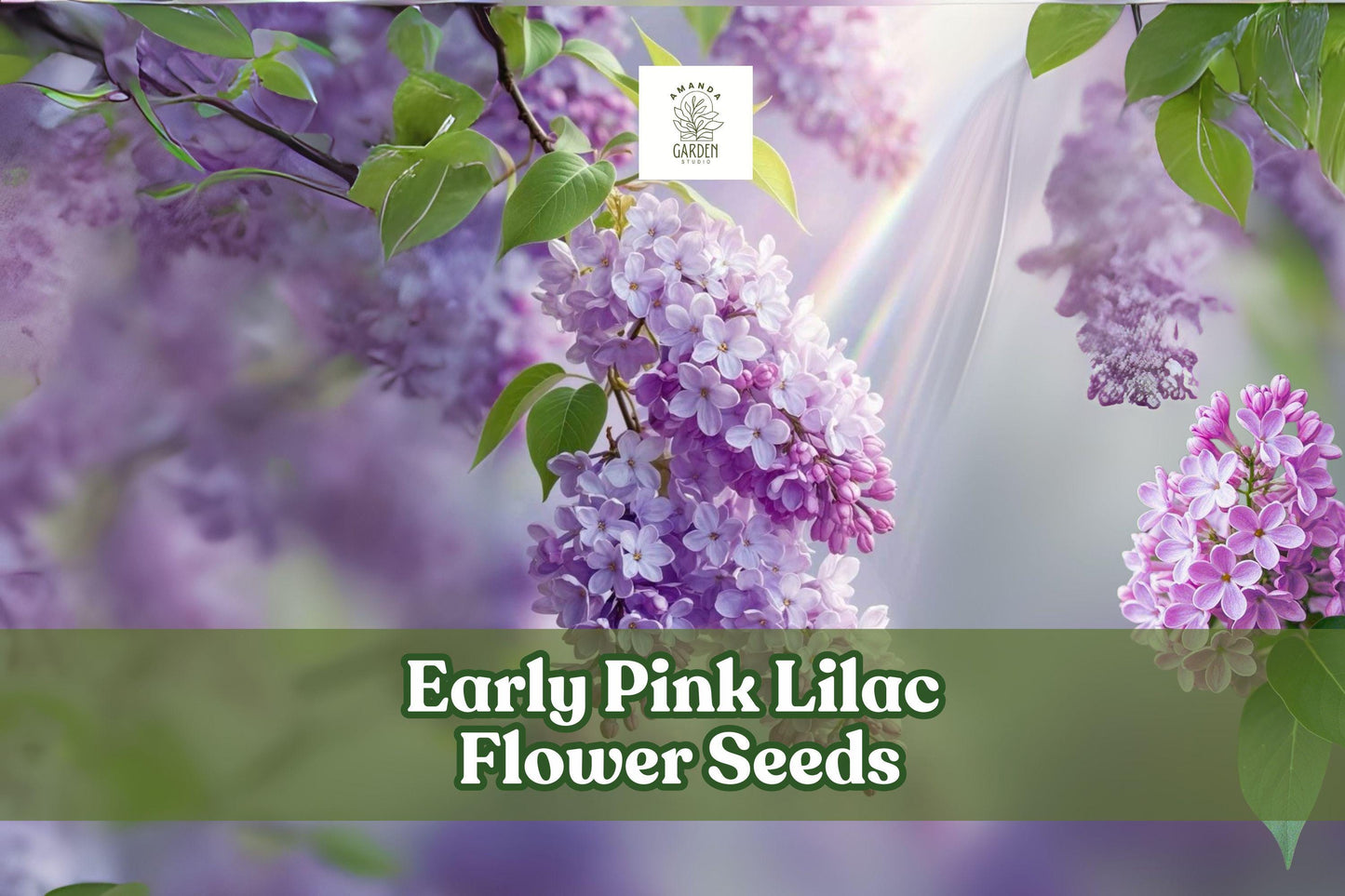 Early Pink Lilac Seeds - Fragrant Pink Blooms for Hedges, Borders & Cut Flowers - Syringa vulgaris