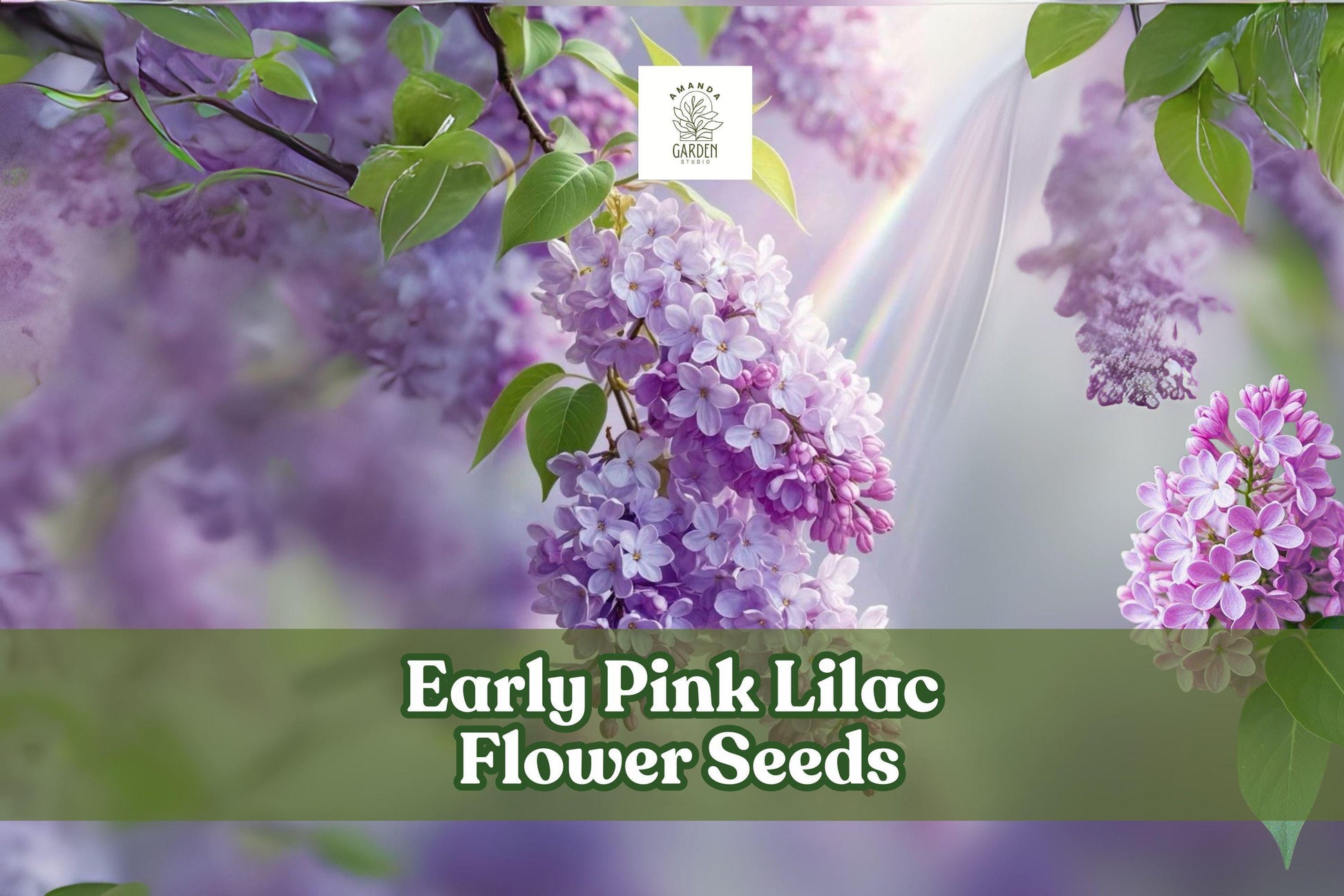 Early Pink Lilac Seeds - Fragrant Pink Blooms for Hedges, Borders & Cut Flowers - Syringa vulgaris