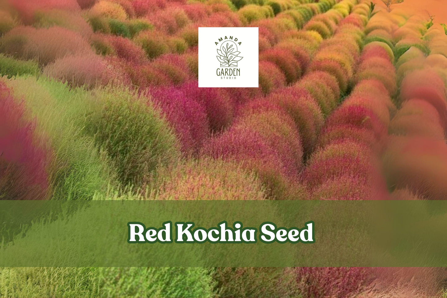 Red Kochia Seeds - Exotic Mexican Fire Plant, Bassia scoparia, Drought-Tolerant, Full Sun, Ornamental Annual, 50 Seeds