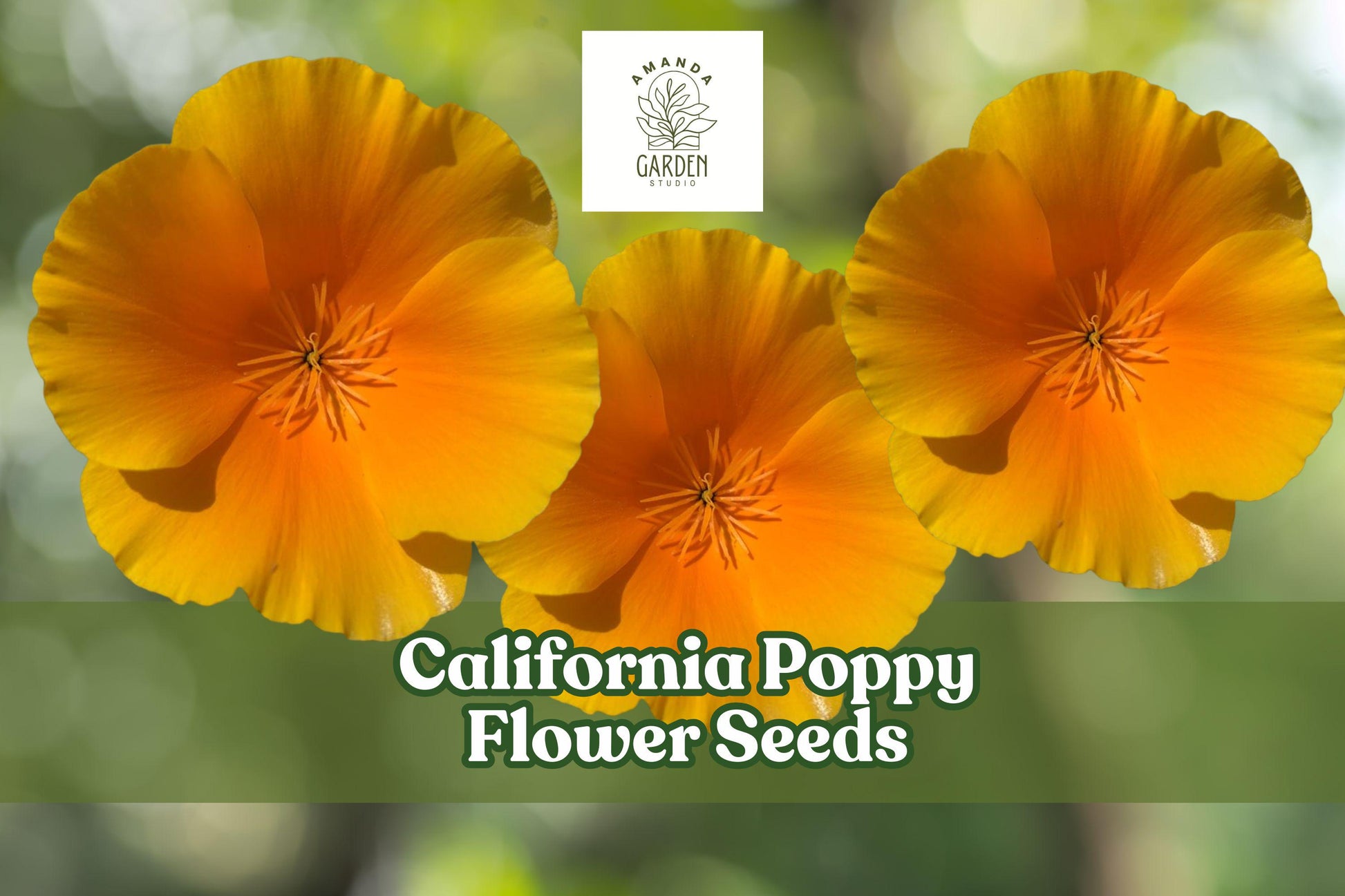 California Poppy Seeds – 5,000 Bulk Orange Wildflower Seeds for Pollinator Gardens – Drought-Tolerant, Full Sun, Native Eschscholzia californica