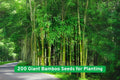 Giant Bamboo Seeds – Phyllostachys edulis, Fast Growing Privacy Screen, Ornamental, Non-GMO, 200+ Seeds