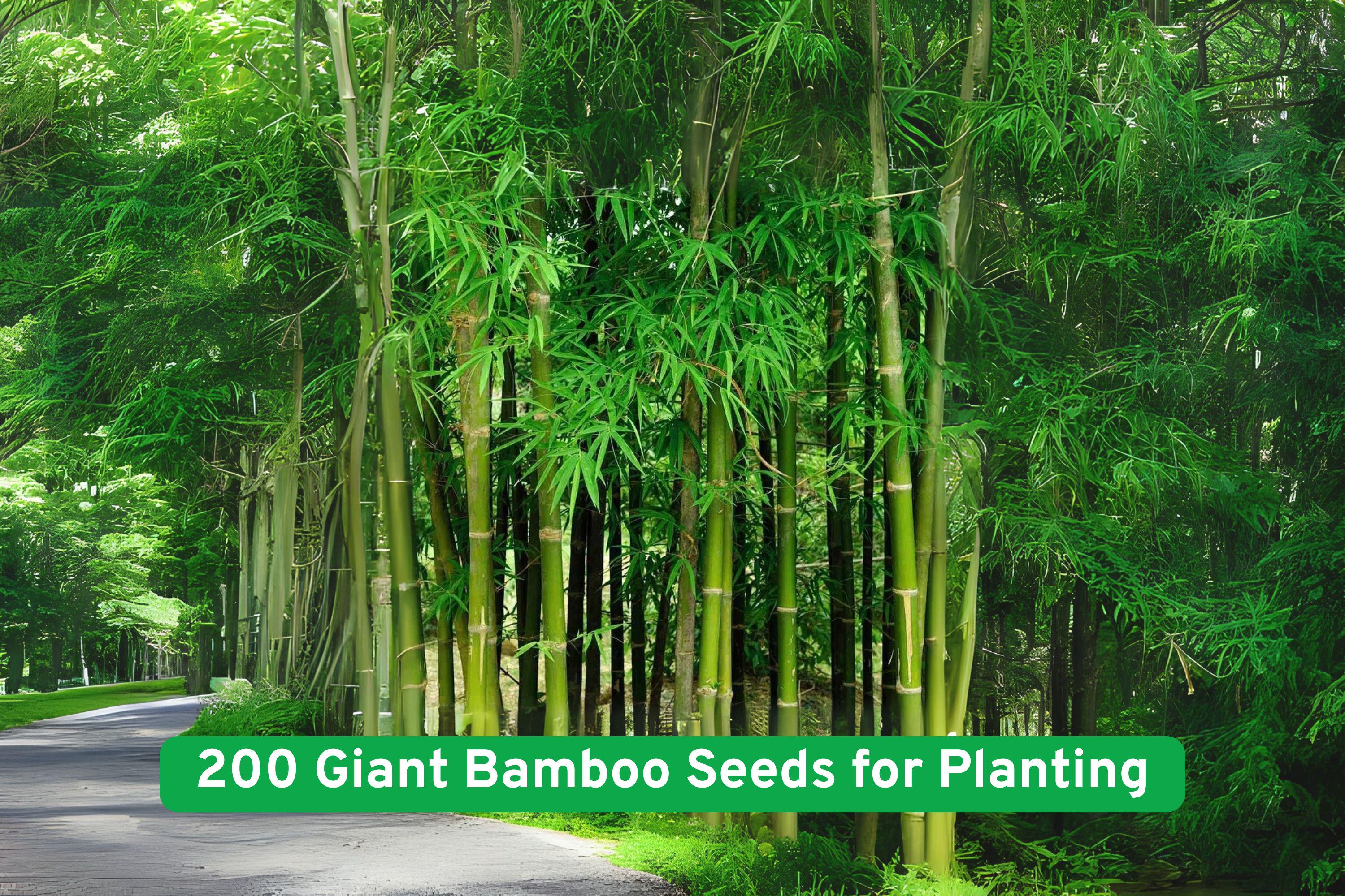 Giant Bamboo Seeds – Phyllostachys edulis, Fast Growing Privacy Screen, Ornamental, Non-GMO, 200+ Seeds