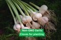 Heirloom Garlic Cloves for Planting – Non-GMO, Easy Grow, Allium sativum, Fresh Bulb-Forming Herb