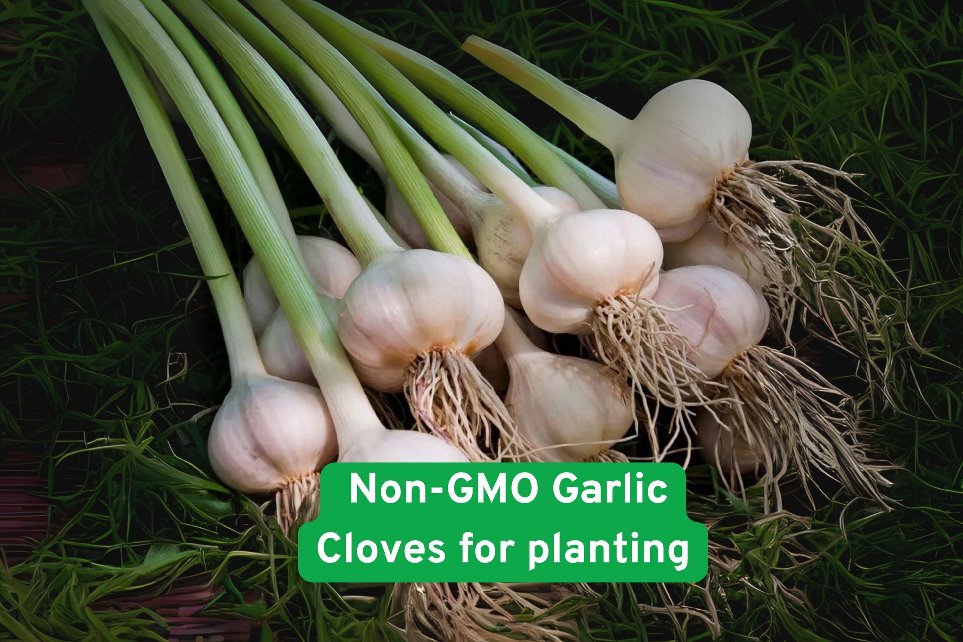 Heirloom Garlic Cloves for Planting – Non-GMO, Easy Grow, Allium sativum, Fresh Bulb-Forming Herb