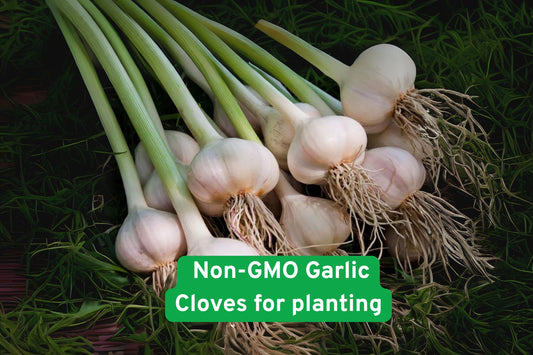 Heirloom Garlic Cloves for Planting – Non-GMO, Easy Grow, Allium sativum, Fresh Bulb-Forming Herb