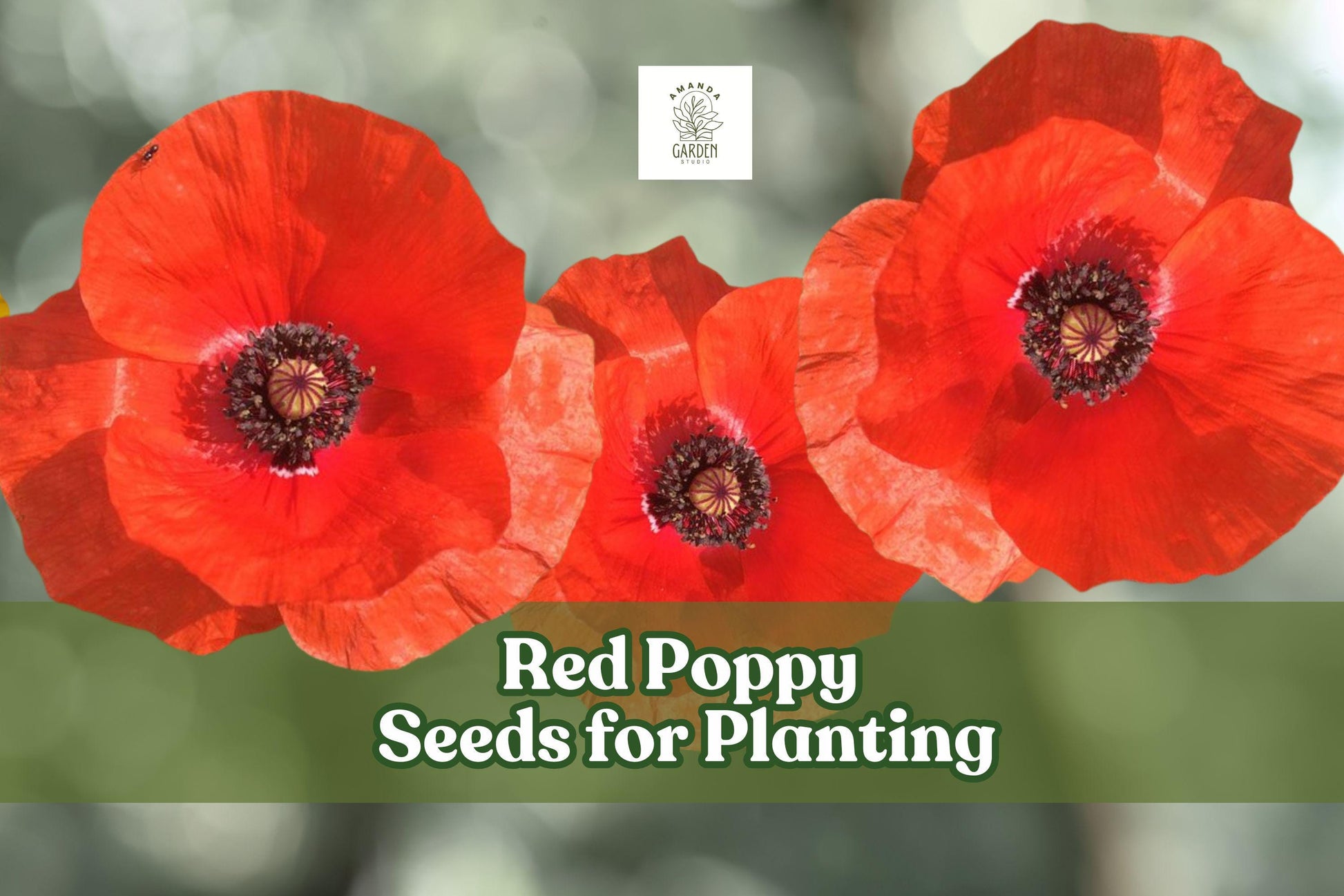 600 Red Poppy Seeds for Planting – Bright Red Papaver rhoeas Wildflower Seeds for Borders & Pollinator Gardens