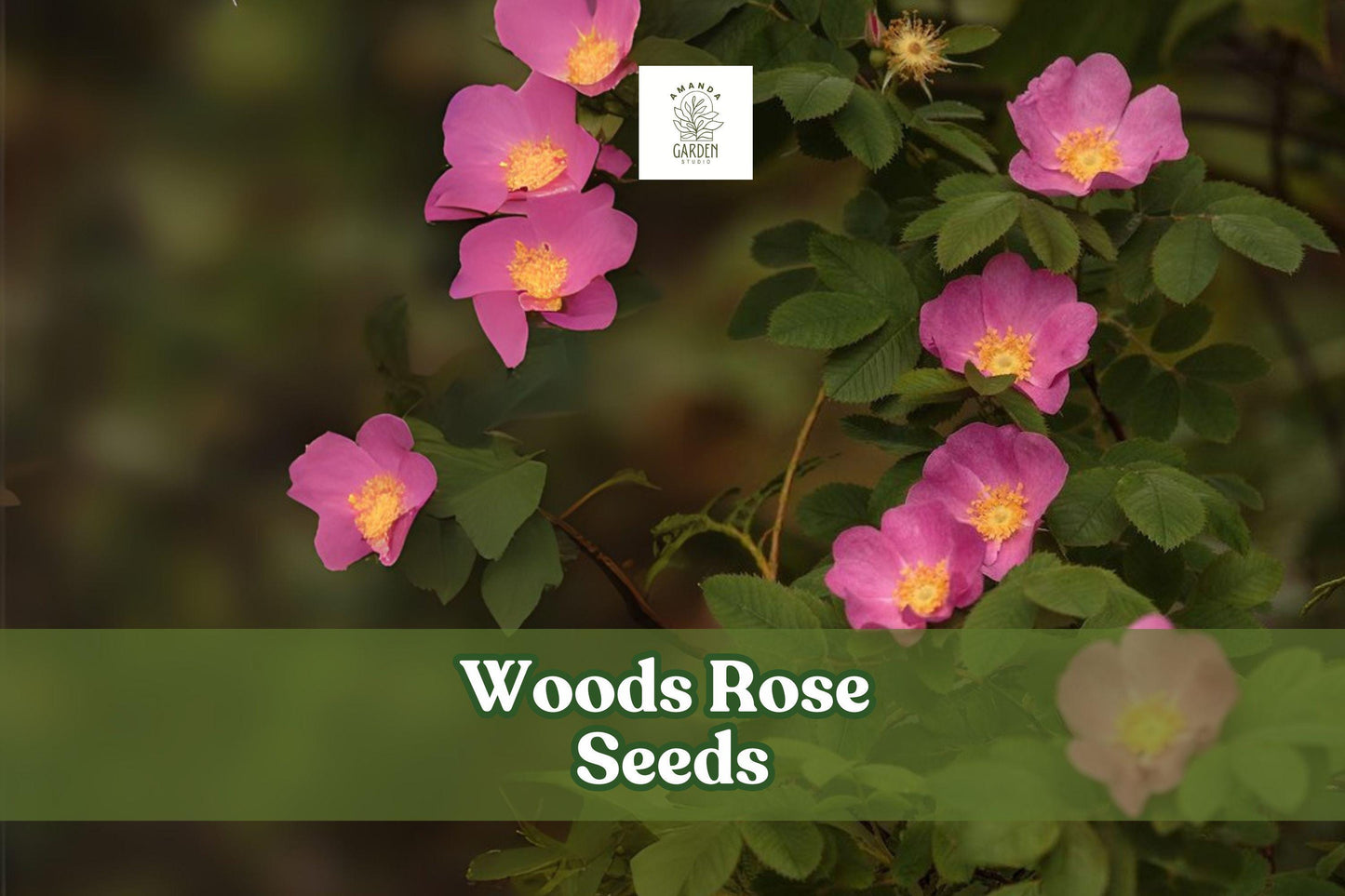 50 Woods Rose Seeds – Rosa woodsii Wild Rose Perennial Shrub Pink Flowers for Gardens & Wildlife