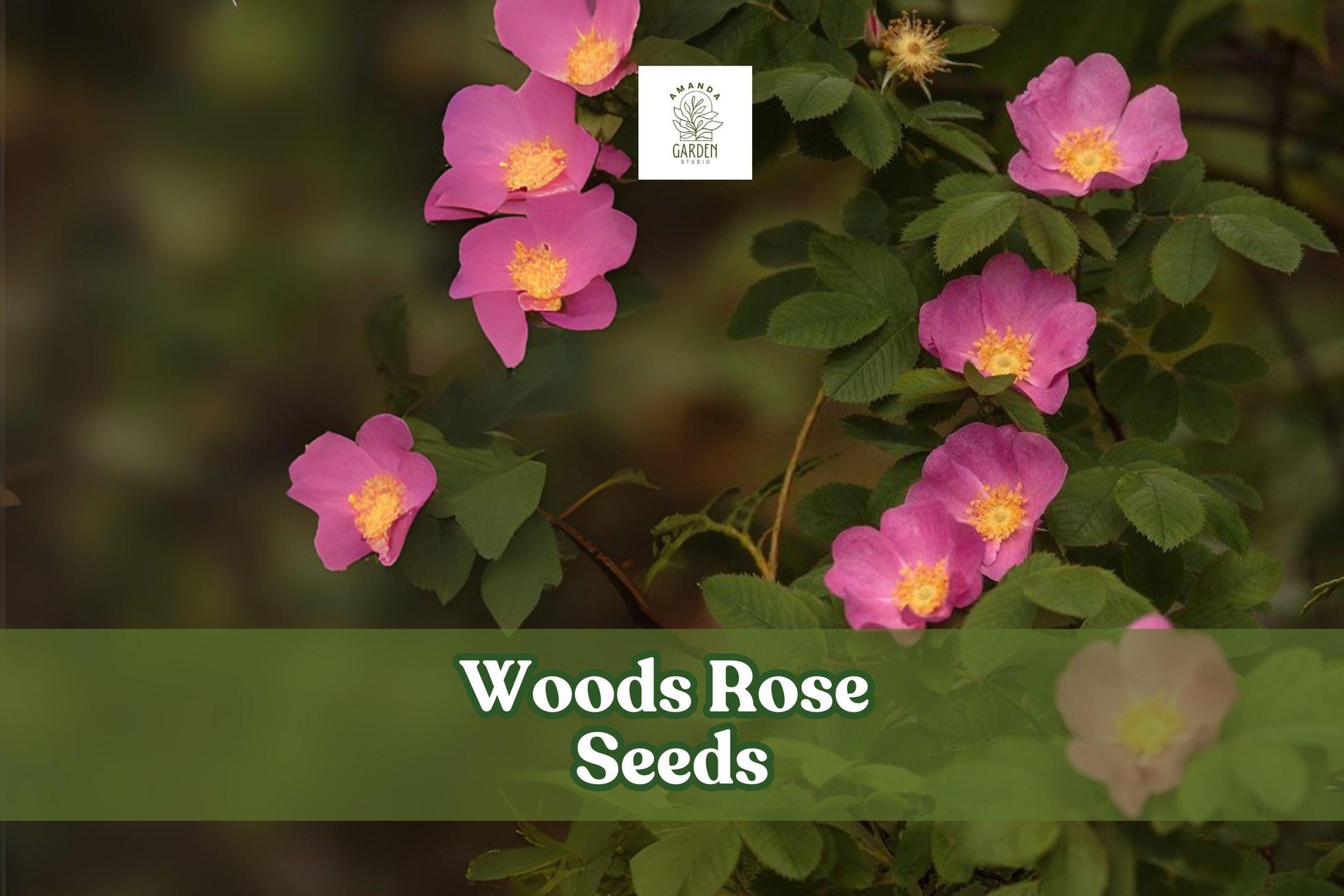 50 Woods Rose Seeds – Rosa woodsii Wild Rose Perennial Shrub Pink Flowers for Gardens & Wildlife