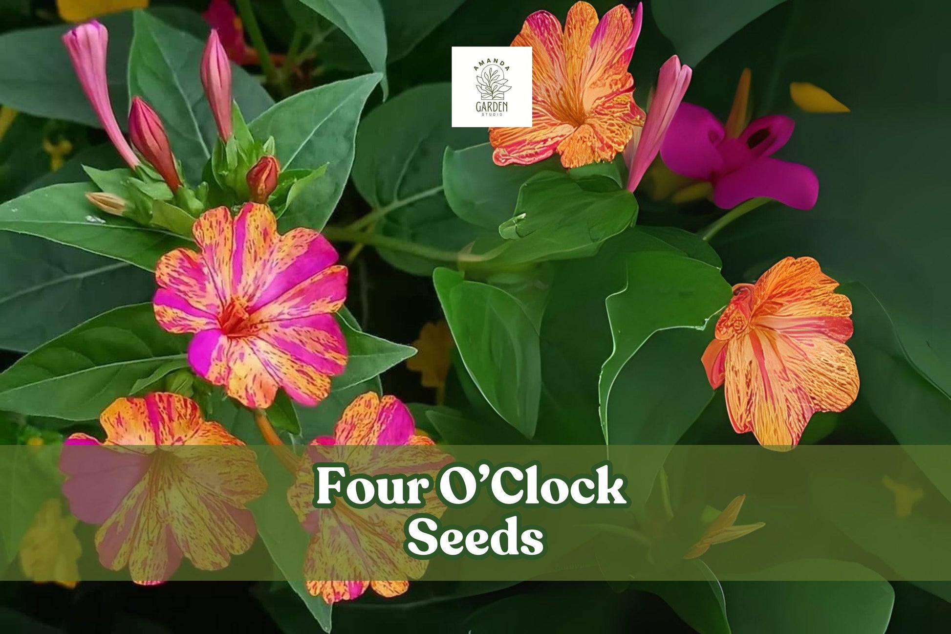 Four O’Clock Seeds – Mirabilis jalapa, Fragrant Evening Blooms, Vibrant Mixed Colors, Butterfly & Hummingbird Attractant