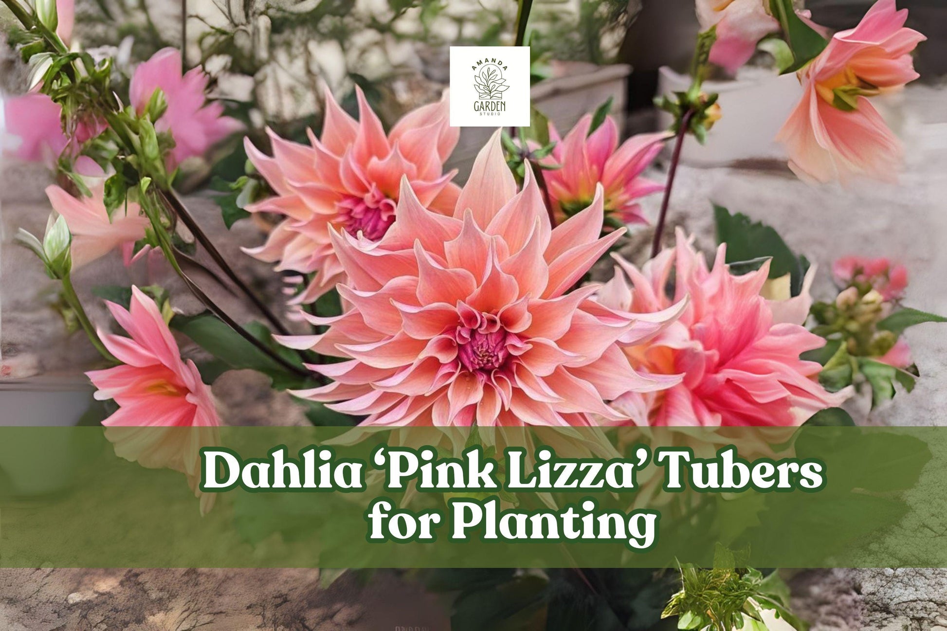 Pink Lizza Dahlia Tubers – Large Blooms, Bright Pink, Tuberous Perennial for Cutting Gardens, Borders & Flower Beds
