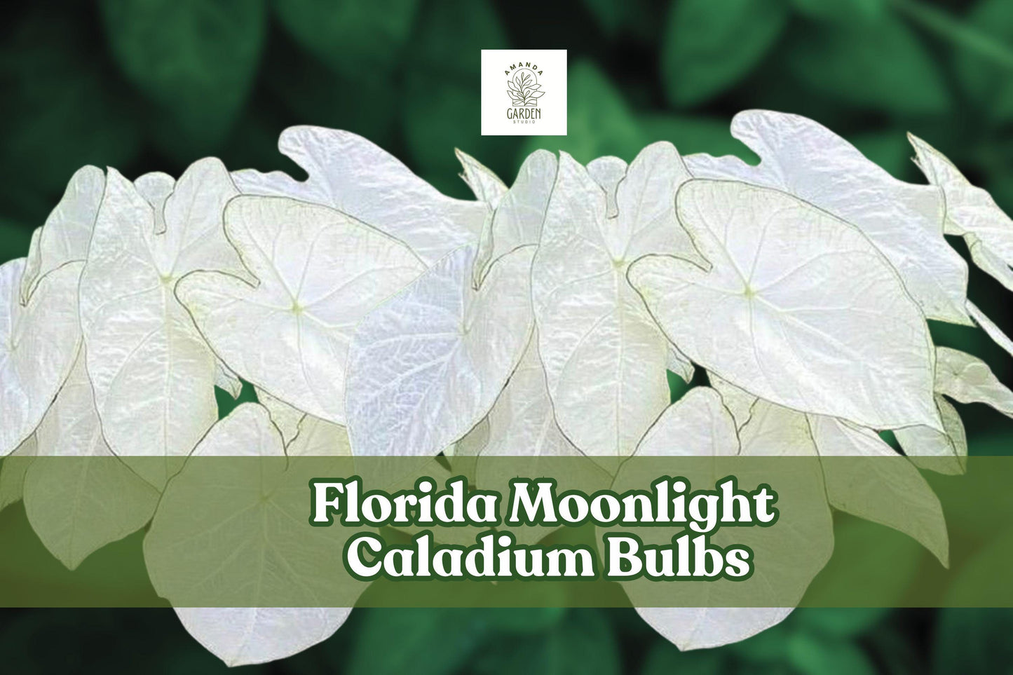 Florida Moonlight Caladium Bulbs – White & Green Foliage, Shade Garden, Container Plant, Caladium bicolor