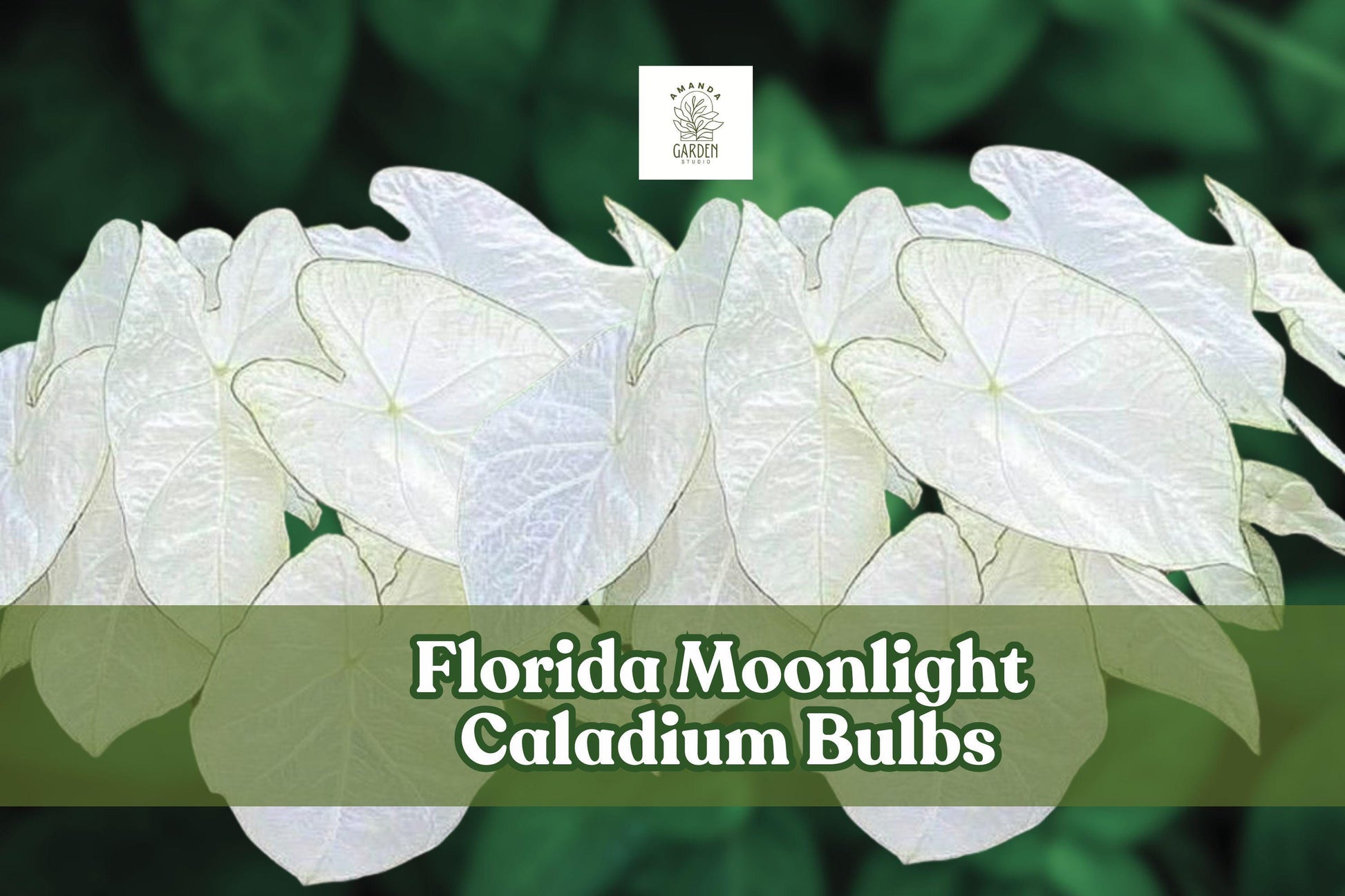Florida Moonlight Caladium Bulbs – White & Green Foliage, Shade Garden, Container Plant, Caladium bicolor