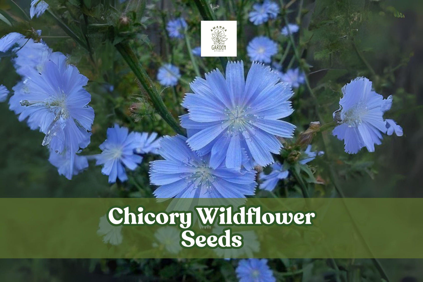 Chicory Wildflower Seeds – 5,000 Blue Cichorium intybus Perennial for Pollinator Gardens & Meadows